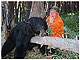 Bear Hunting in Montana