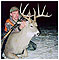 Deer Hunting in Montana