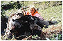 Bear Hunting in Montana