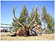 Elk Hunting in Montana