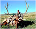 Archery Elk Hunting in Montana
