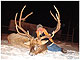 Elk Hunting in Montana