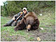 Bear Hunting in Montana