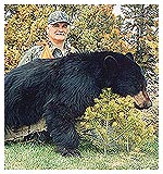 Bear Hunting