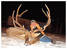 Elk Hunting